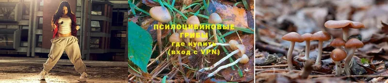 Галлюциногенные грибы Psilocybine cubensis  Покровск 